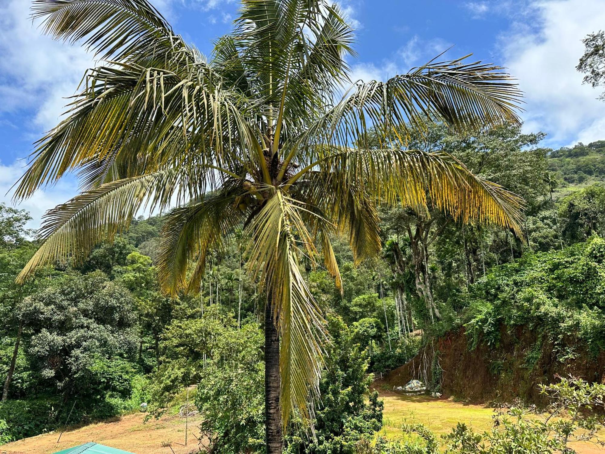 Sherlock Jungle Retreat Srimangala Exterior photo