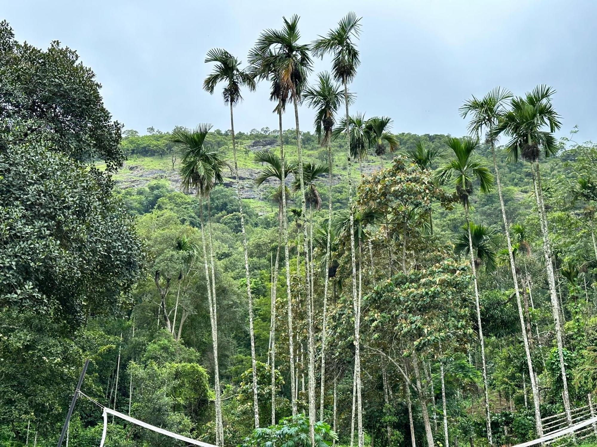 Sherlock Jungle Retreat Srimangala Exterior photo
