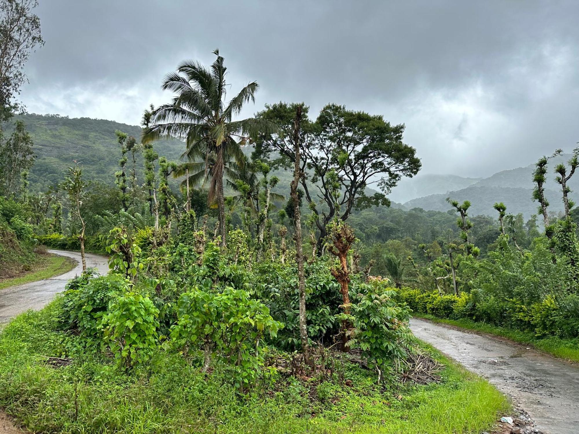 Sherlock Jungle Retreat Srimangala Exterior photo